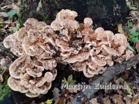 Reuzenzwammen [Meripilaceae]